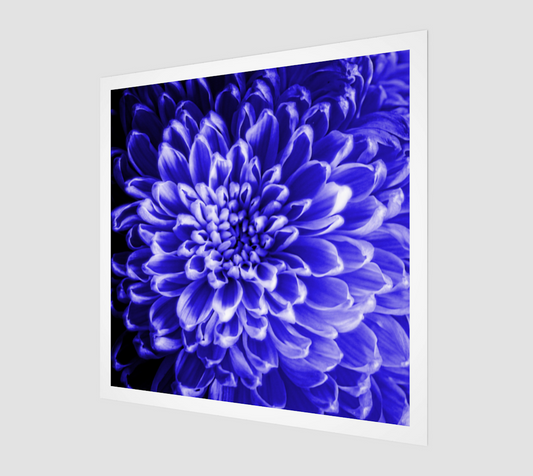 Blue Chrysanthemum Art Print