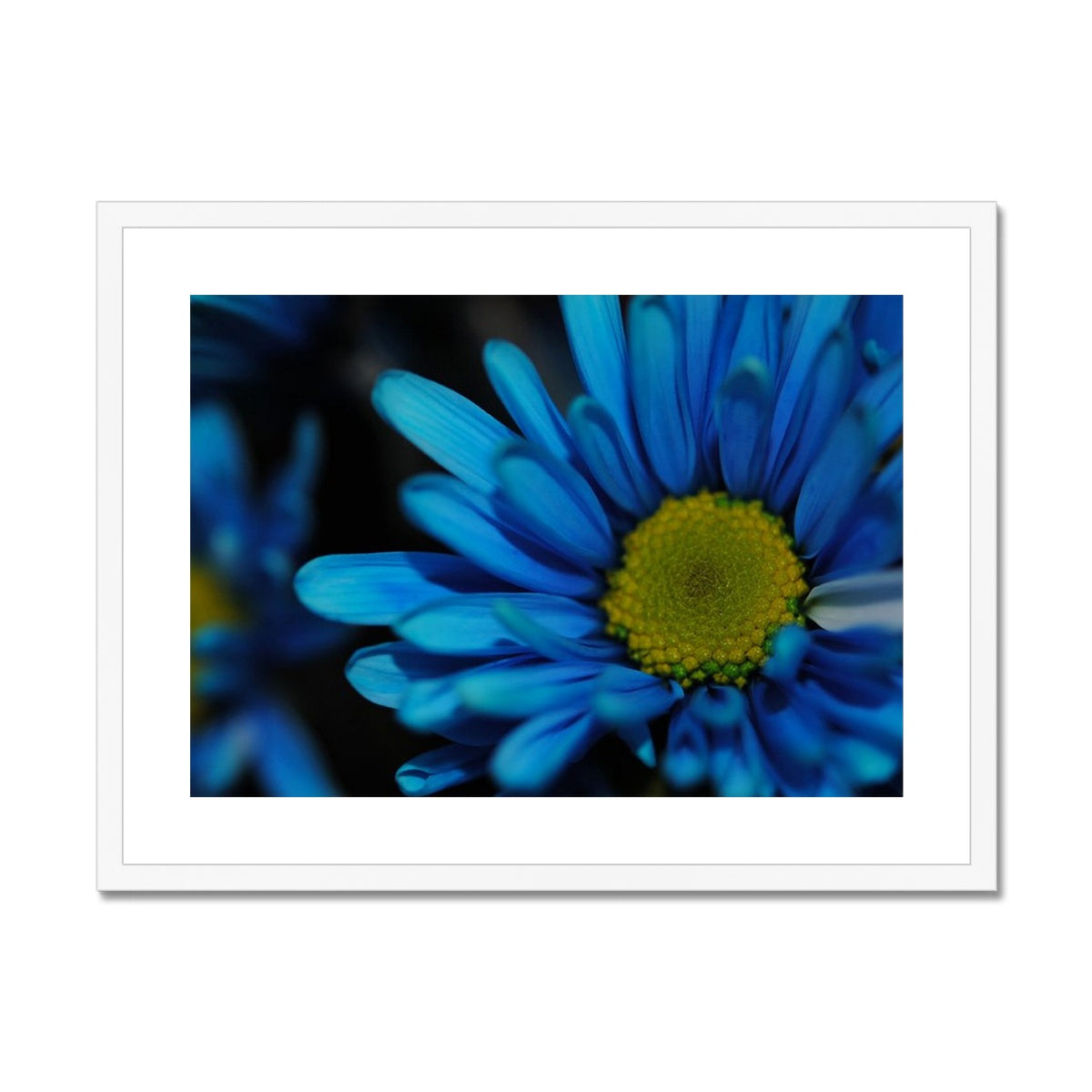 Blue Daisy Framed & Mounted Print
