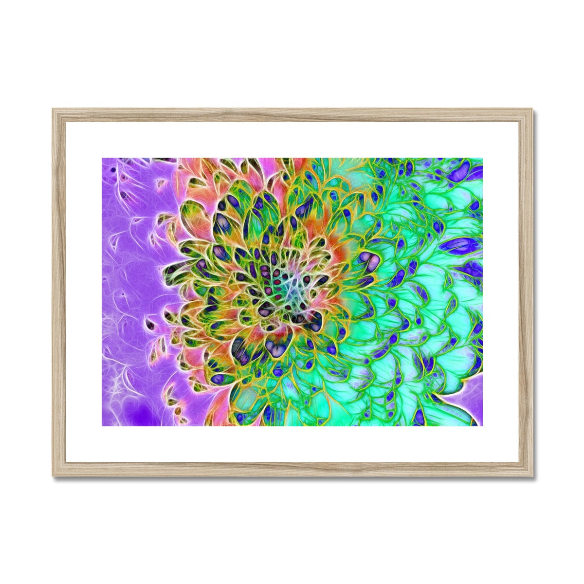 Abstract Peacock Chrysanthemum Framed & Mounted Print