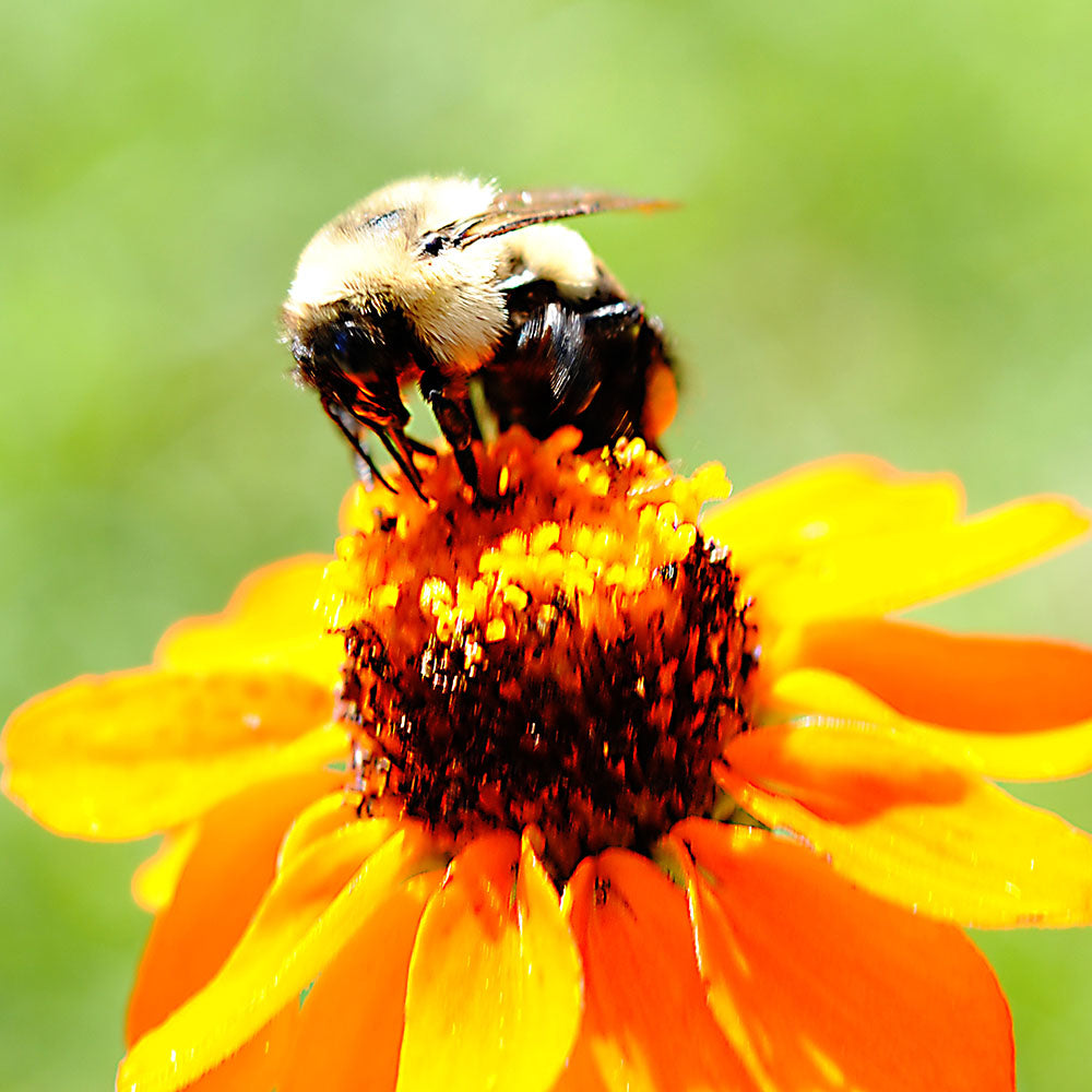 Bee On a Flower Digital Image Download