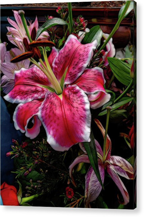 Big Petaled Pink and White Lily - Acrylic Print