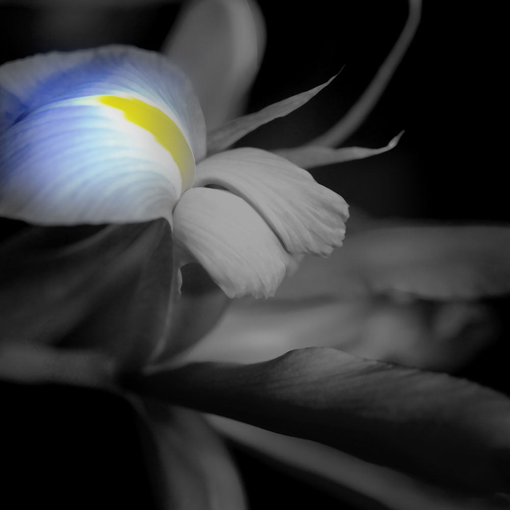 Black and White Iris Digital Image Download