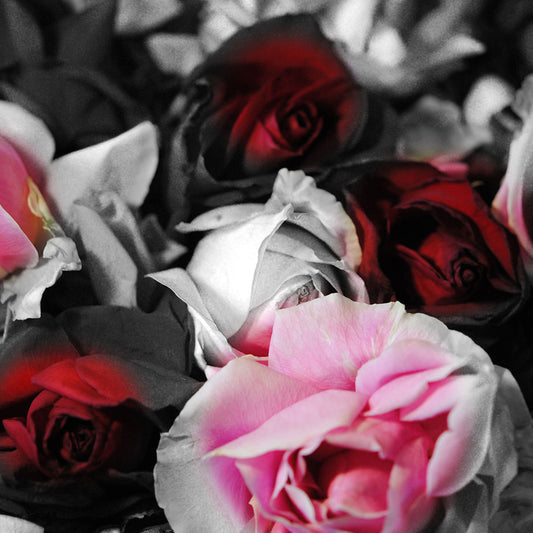 Black and White Roses Digital Image Download
