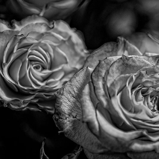 Black and White Tea Roses Digital Image Download