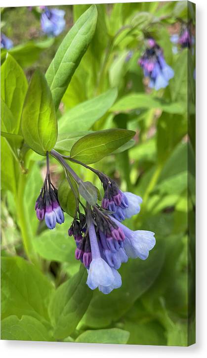 Blue and Purple April Wildflowers - Canvas Print