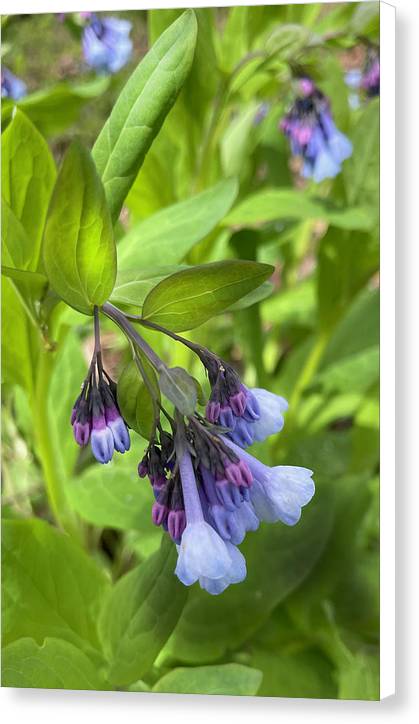 Blue and Purple April Wildflowers - Canvas Print