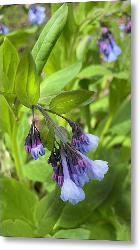 Blue and Purple April Wildflowers - Metal Print