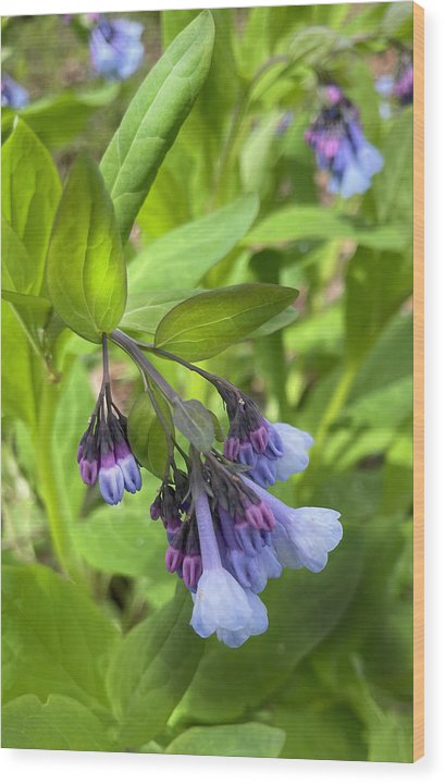 Blue and Purple April Wildflowers - Wood Print