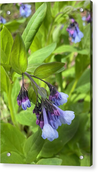 Blue and Purple April Wildflowers - Acrylic Print