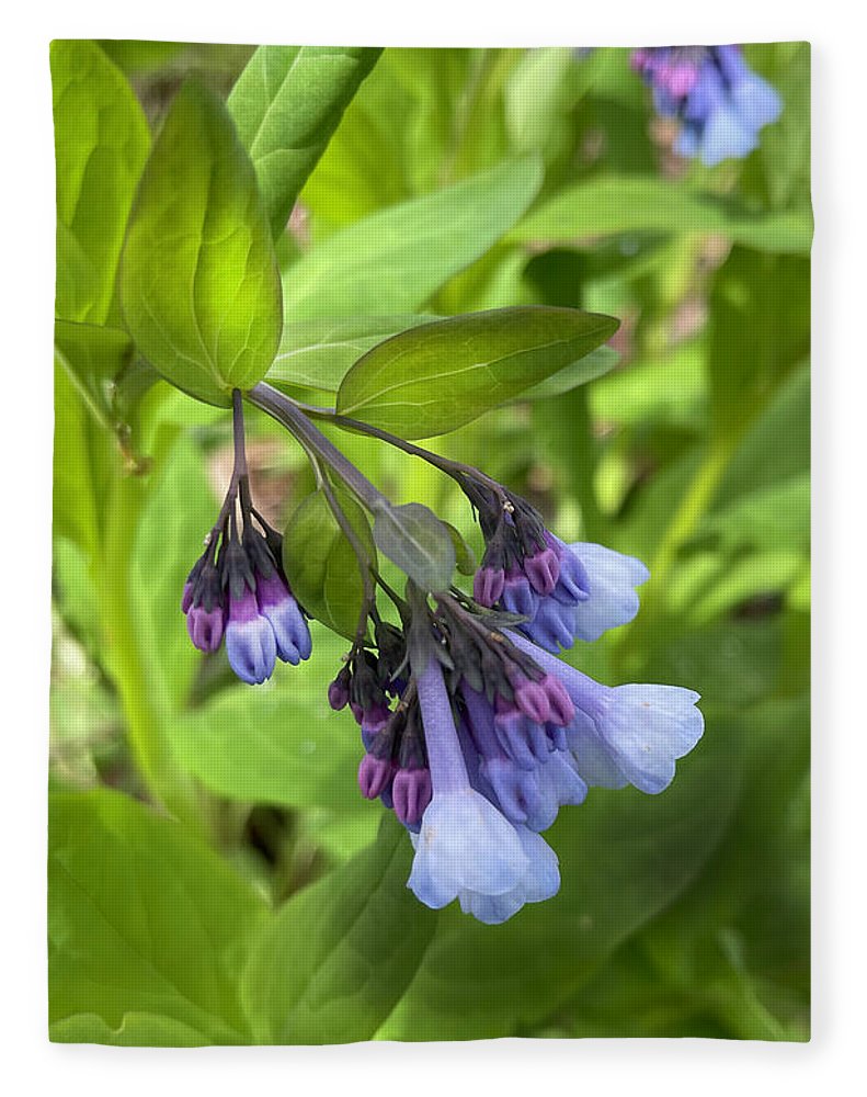 Blue and Purple April Wildflowers - Blanket