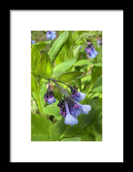 Blue and Purple April Wildflowers - Framed Print