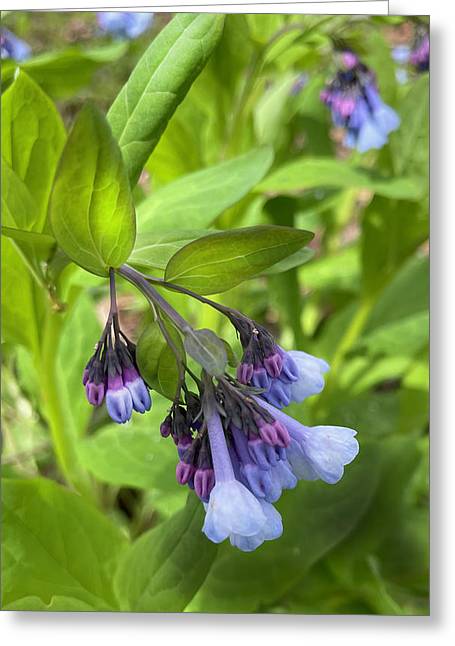 Blue and Purple April Wildflowers - Greeting Card