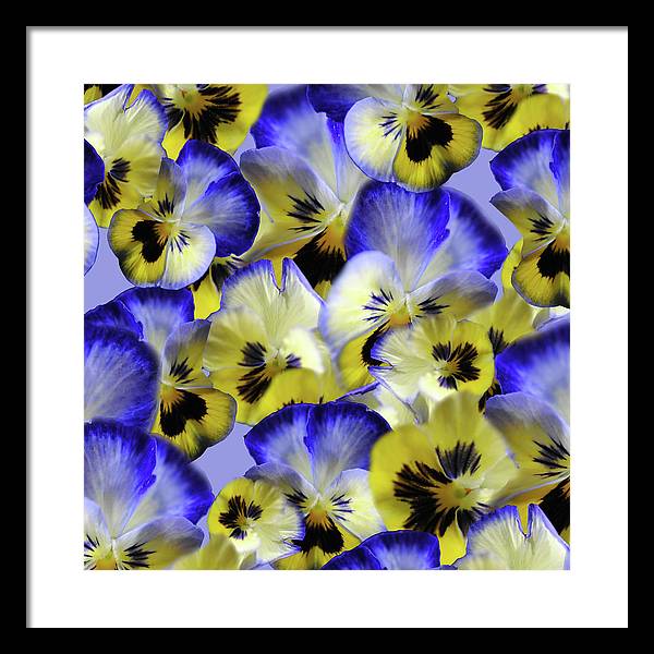 Blue and Yellow Pansies Collage - Framed Print