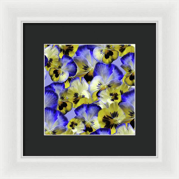 Blue and Yellow Pansies Collage - Framed Print