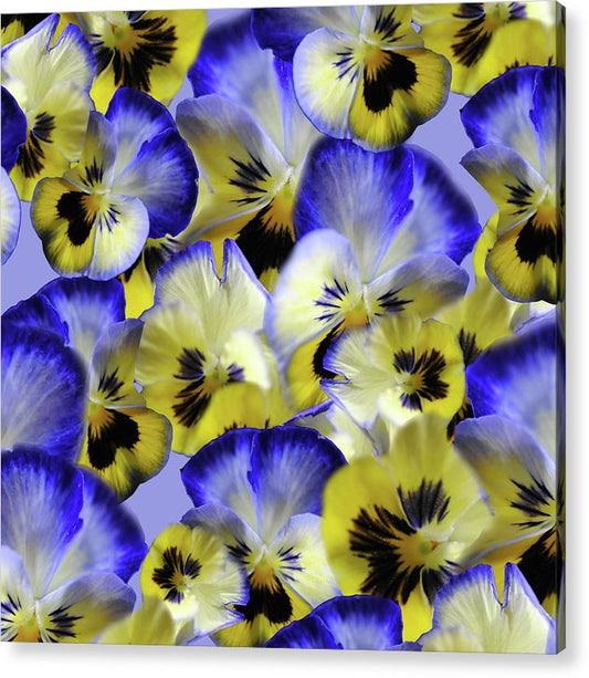 Blue and Yellow Pansies Collage - Acrylic Print