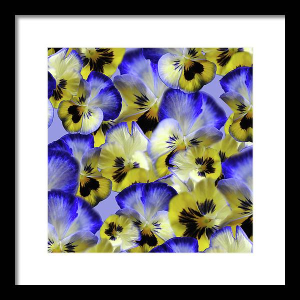 Blue and Yellow Pansies Collage - Framed Print