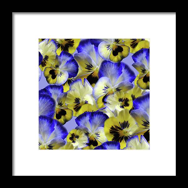 Blue and Yellow Pansies Collage - Framed Print