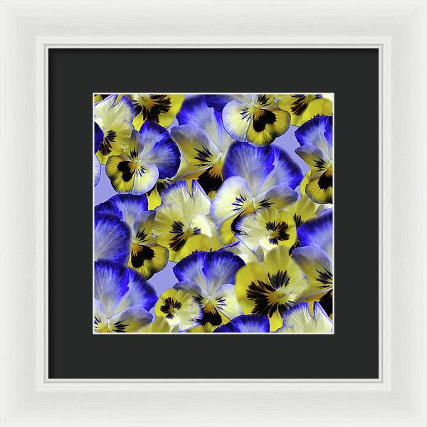 Blue and Yellow Pansies Collage - Framed Print