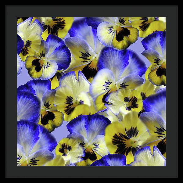 Blue and Yellow Pansies Collage - Framed Print