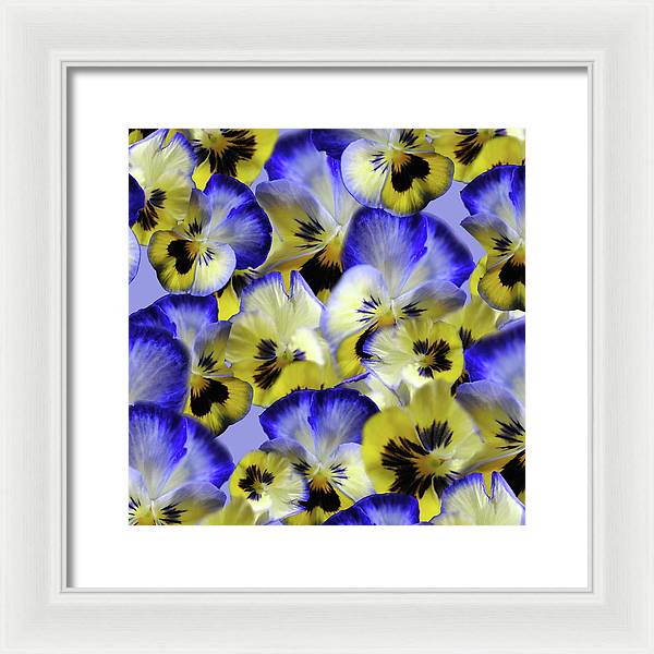 Blue and Yellow Pansies Collage - Framed Print