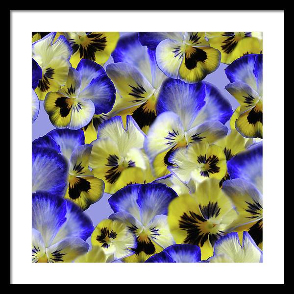 Blue and Yellow Pansies Collage - Framed Print