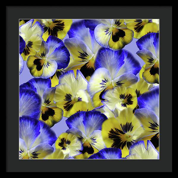 Blue and Yellow Pansies Collage - Framed Print