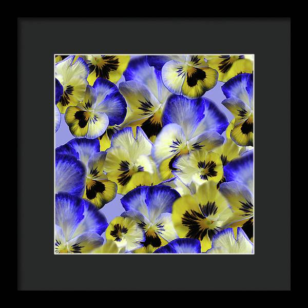 Blue and Yellow Pansies Collage - Framed Print