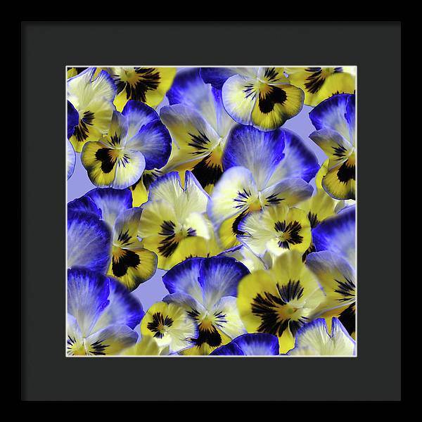 Blue and Yellow Pansies Collage - Framed Print