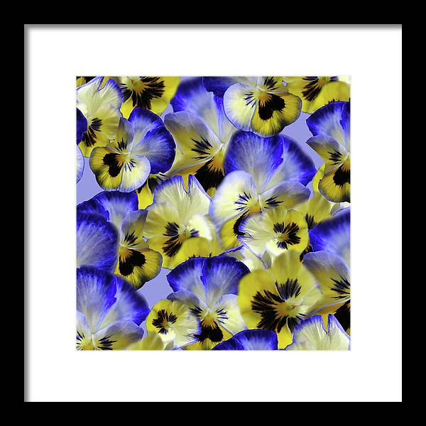 Blue and Yellow Pansies Collage - Framed Print