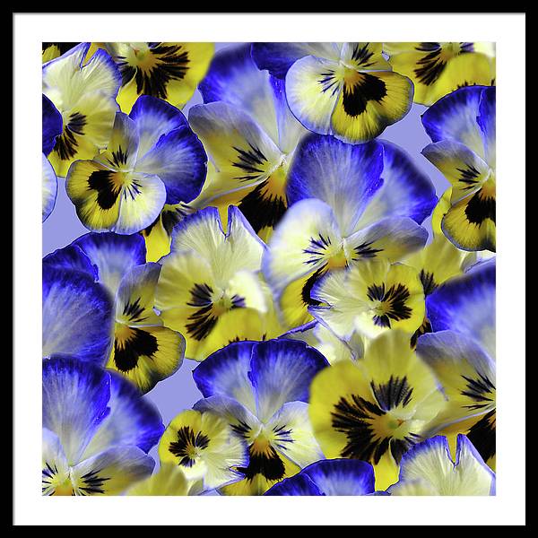 Blue and Yellow Pansies Collage - Framed Print