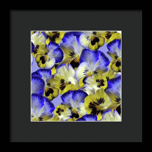 Blue and Yellow Pansies Collage - Framed Print