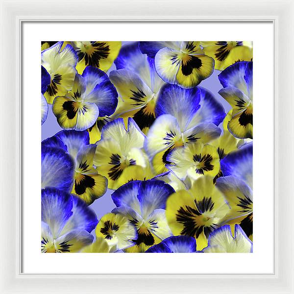 Blue and Yellow Pansies Collage - Framed Print