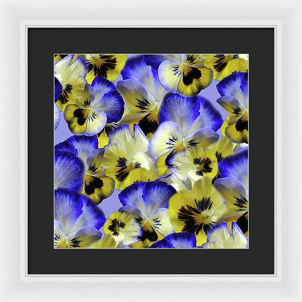 Blue and Yellow Pansies Collage - Framed Print