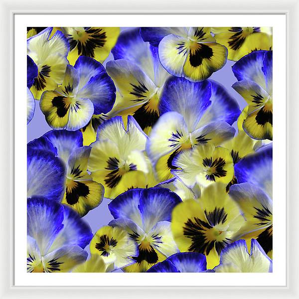 Blue and Yellow Pansies Collage - Framed Print