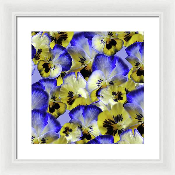 Blue and Yellow Pansies Collage - Framed Print