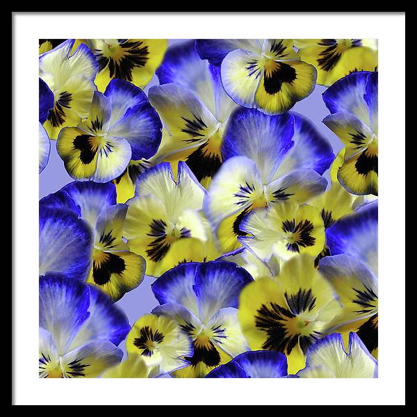 Blue and Yellow Pansies Collage - Framed Print