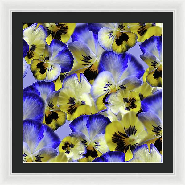 Blue and Yellow Pansies Collage - Framed Print