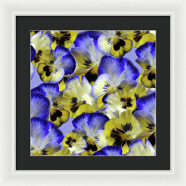 Blue and Yellow Pansies Collage - Framed Print