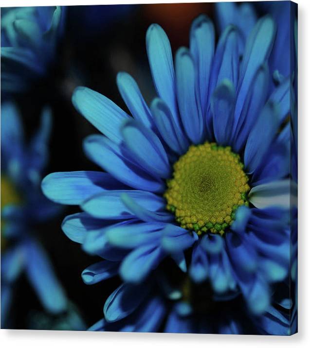 Blue Daisy - Canvas Print