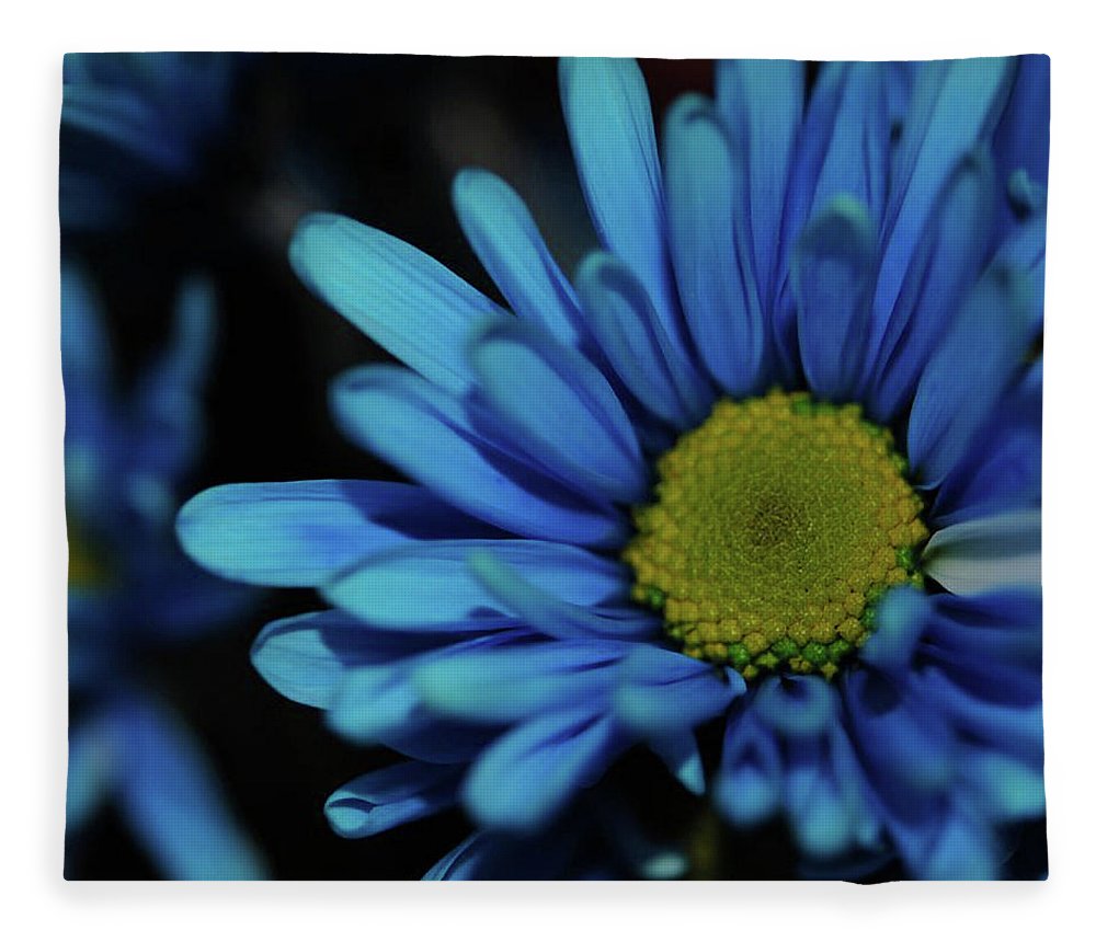 Blue Daisy - Blanket