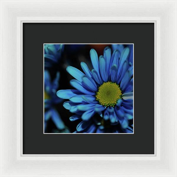 Blue Daisy - Framed Print