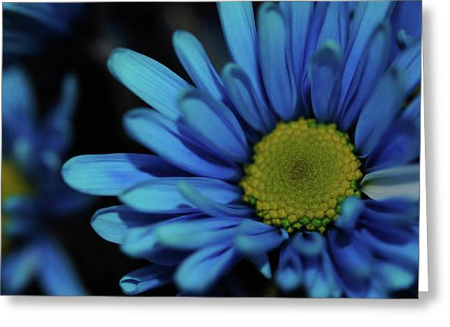 Blue Daisy - Greeting Card