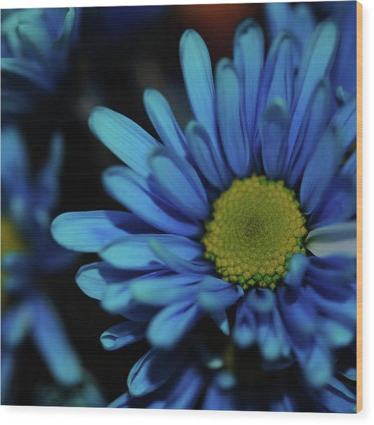 Blue Daisy - Wood Print