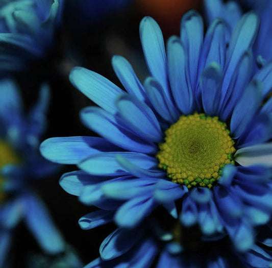 Blue Daisy - Art Print