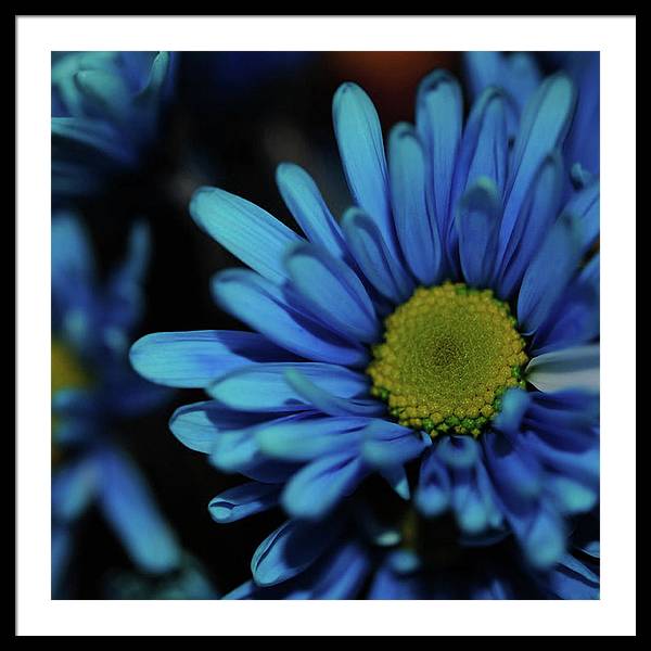 Blue Daisy - Framed Print