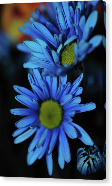 Blue Daisy Vertical - Canvas Print