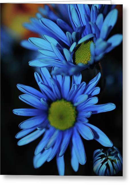 Blue Daisy Vertical - Greeting Card