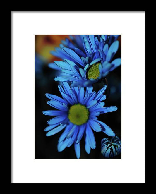 Blue Daisy Vertical - Framed Print