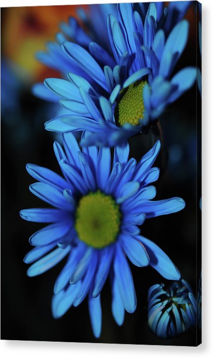 Blue Daisy Vertical - Acrylic Print
