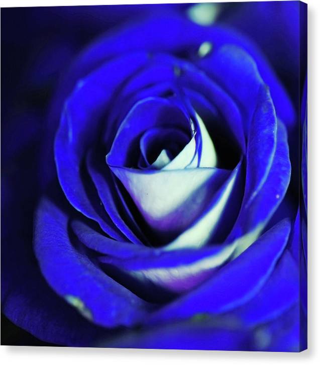 Blue Rose - Canvas Print